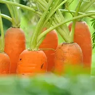 Jus de Carotte fruité